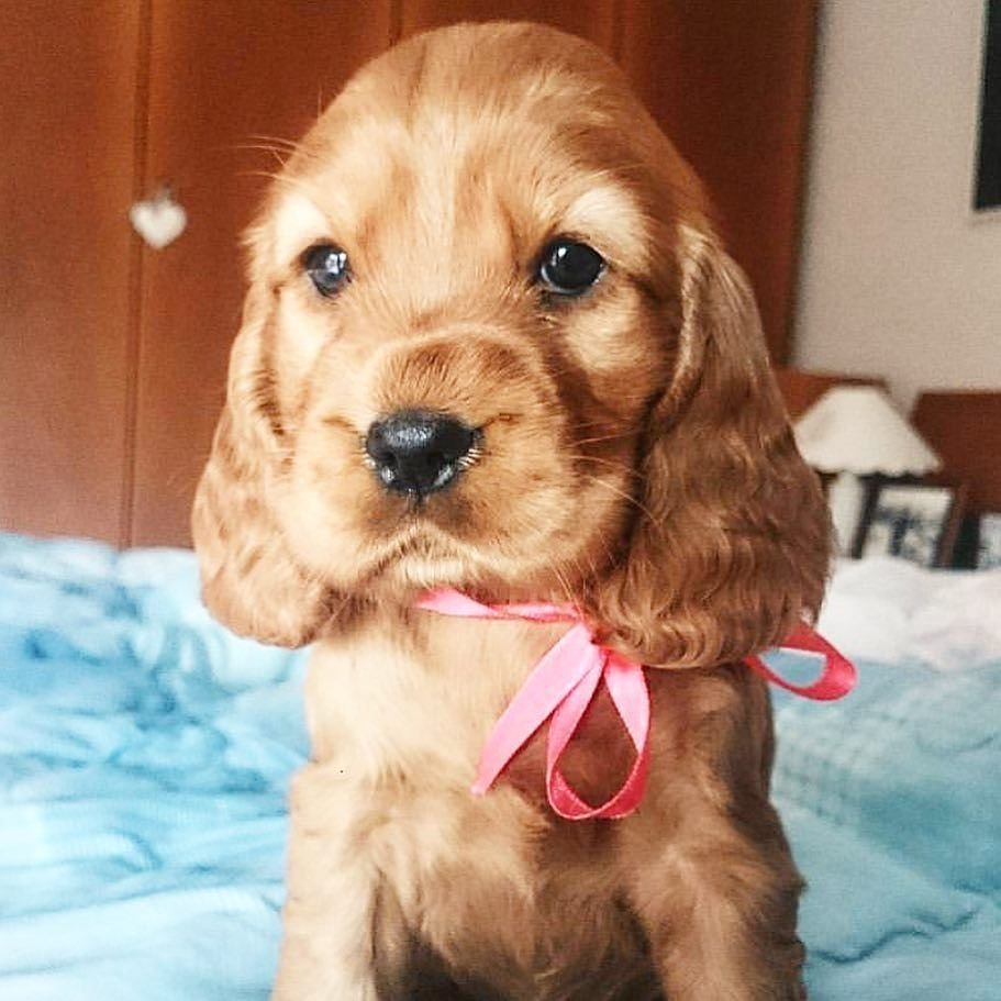 Щенок спаниеля