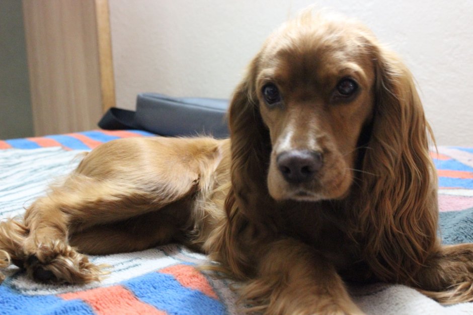 Метис кокер спаниеля