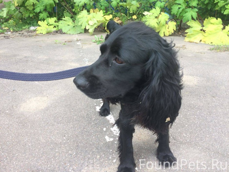 Русский охотничий спаниель черный помесь