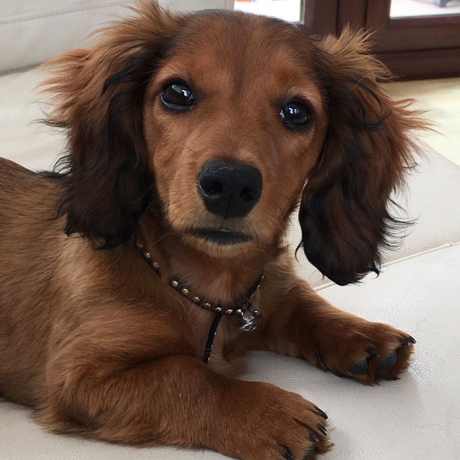 Метис таксы и спаниеля