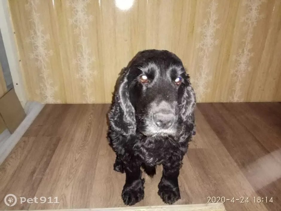 Английский кокер спаниель рыжий