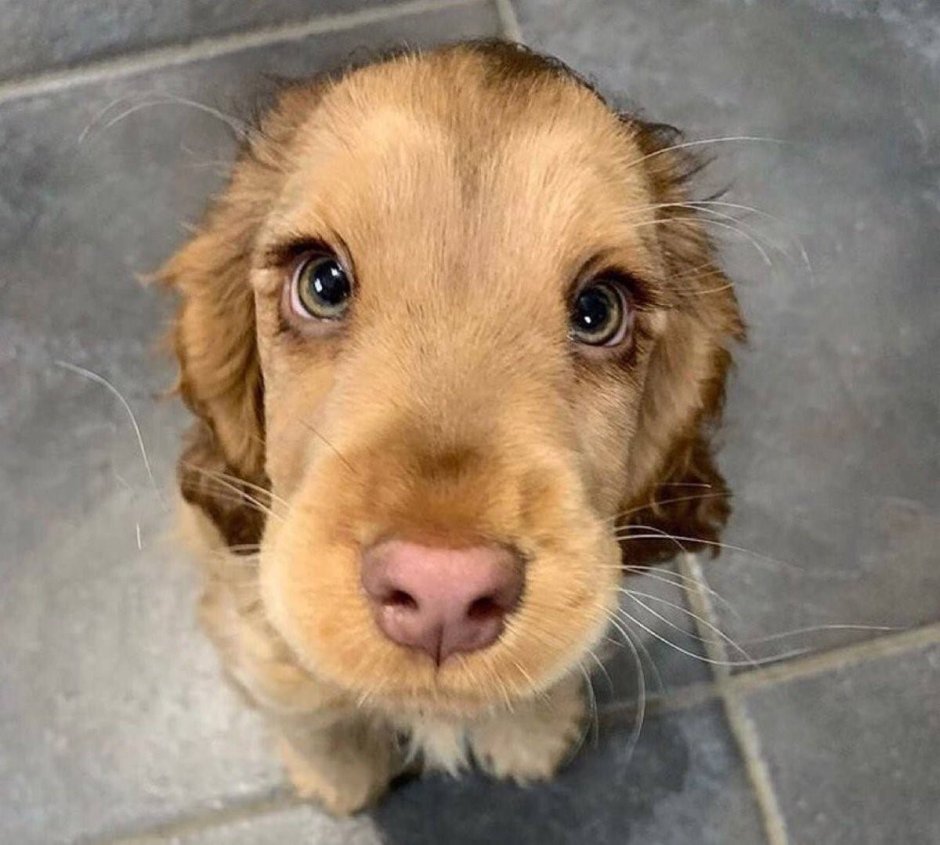 Кокер спаниель зеленоглазый