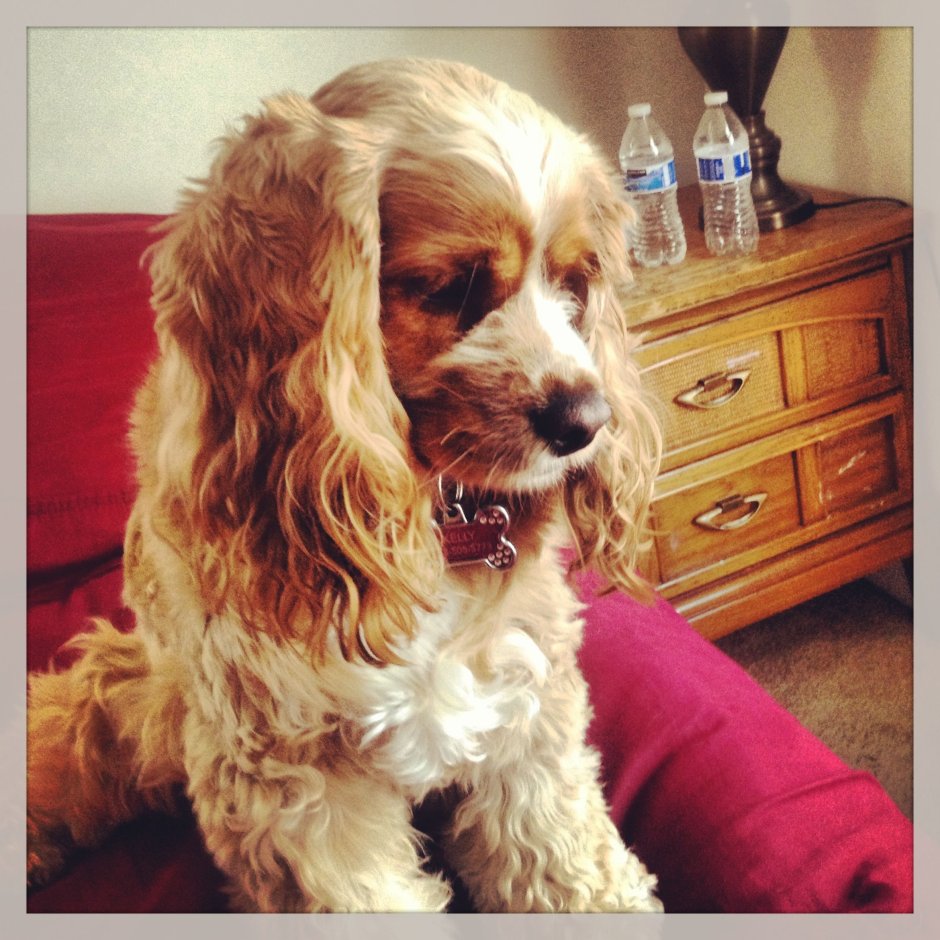 Кокер спаниель и пудель