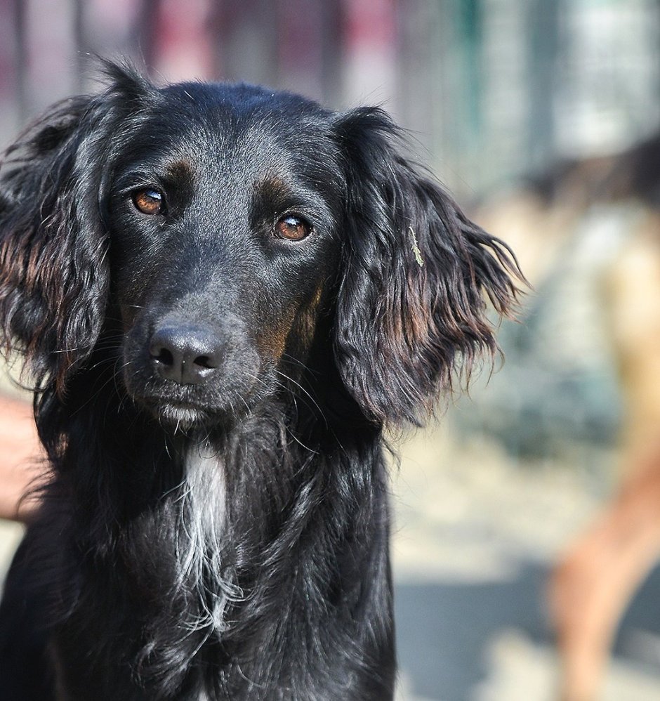 Английский сеттер черный