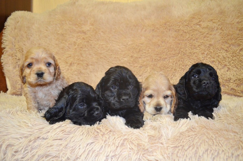 Метис американского кокер спаниеля