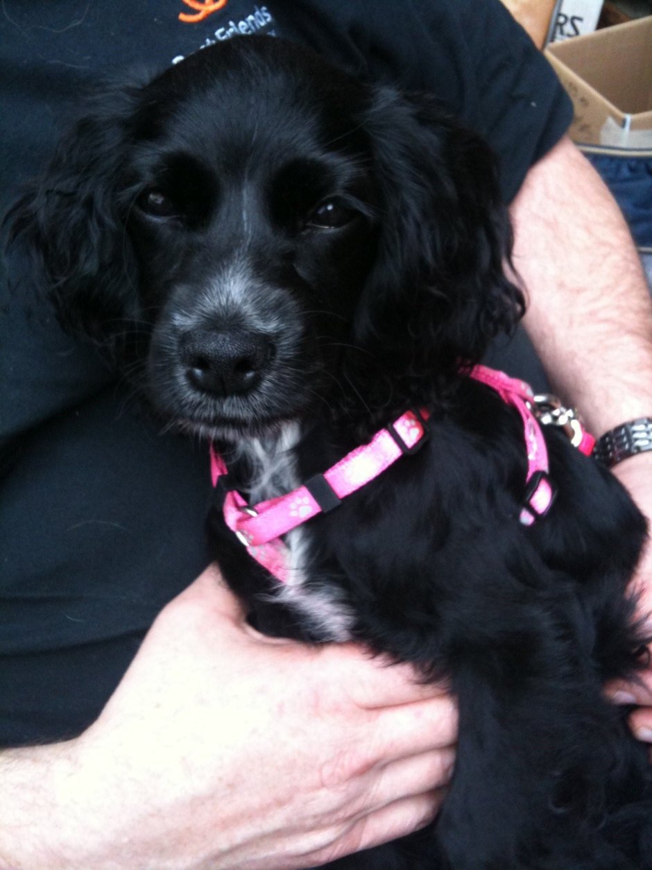 Метис кокер спаниеля