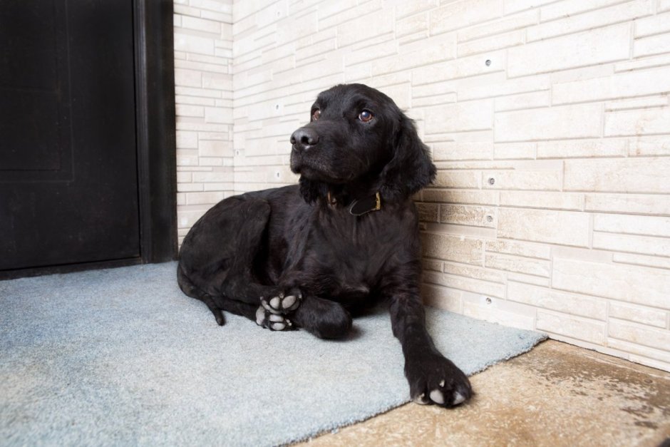 Метис лабрадора и кокер спаниель