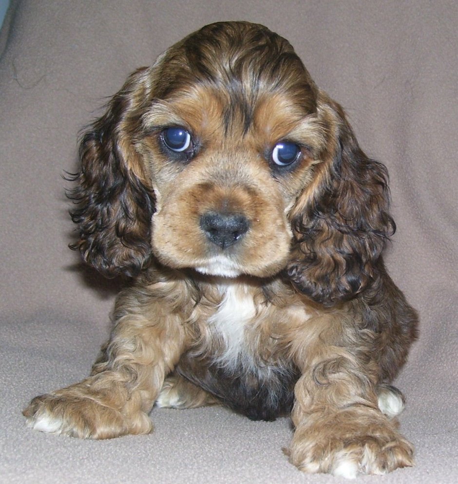 Пудель спаниель