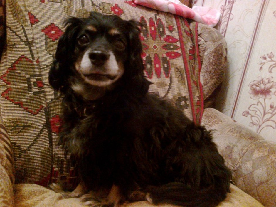 Метис кокер спаниеля и дворняги