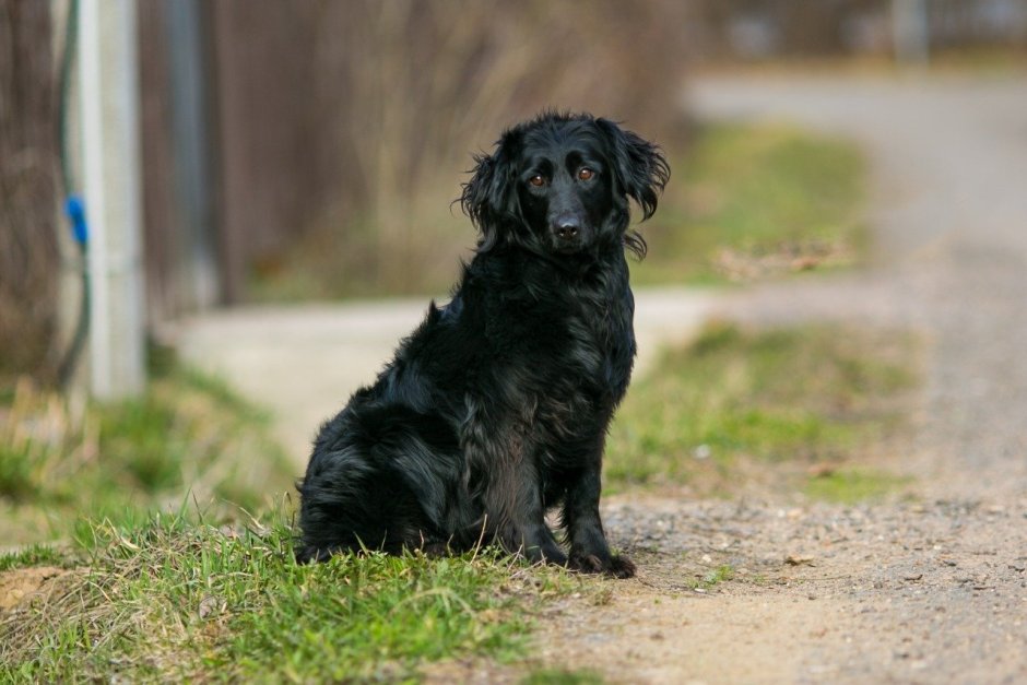 Метис спаниеля