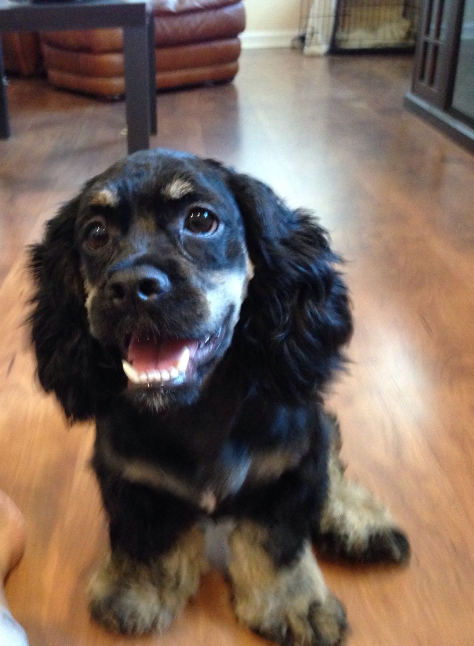 Кокер спаниель помесь