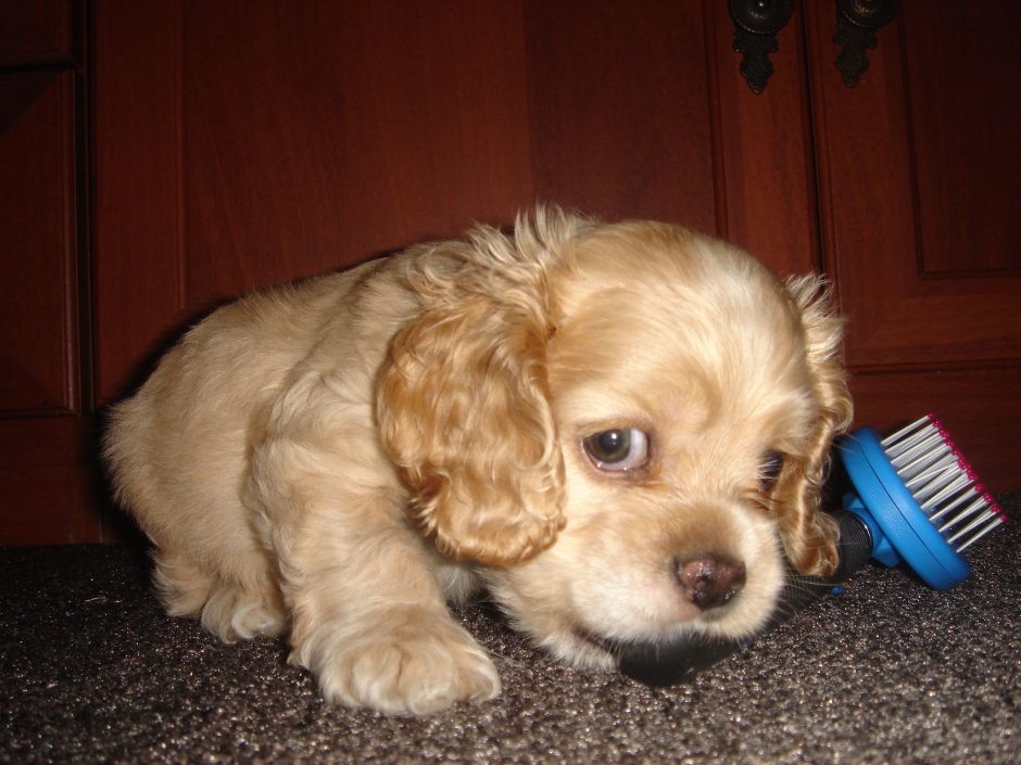 Помесь пекинеса и кокер спаниеля