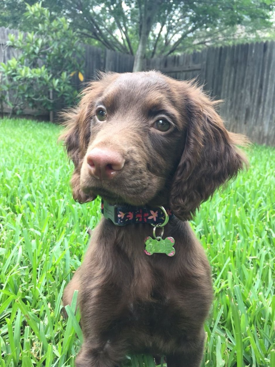 Ирландский сеттер и спаниель