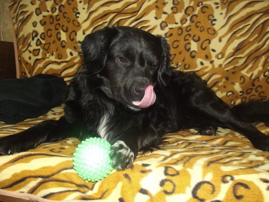 Метис спаниель и дворняжка