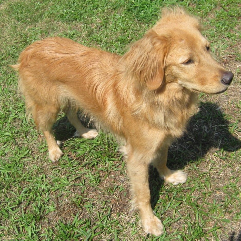 Кокер спаниель помесь