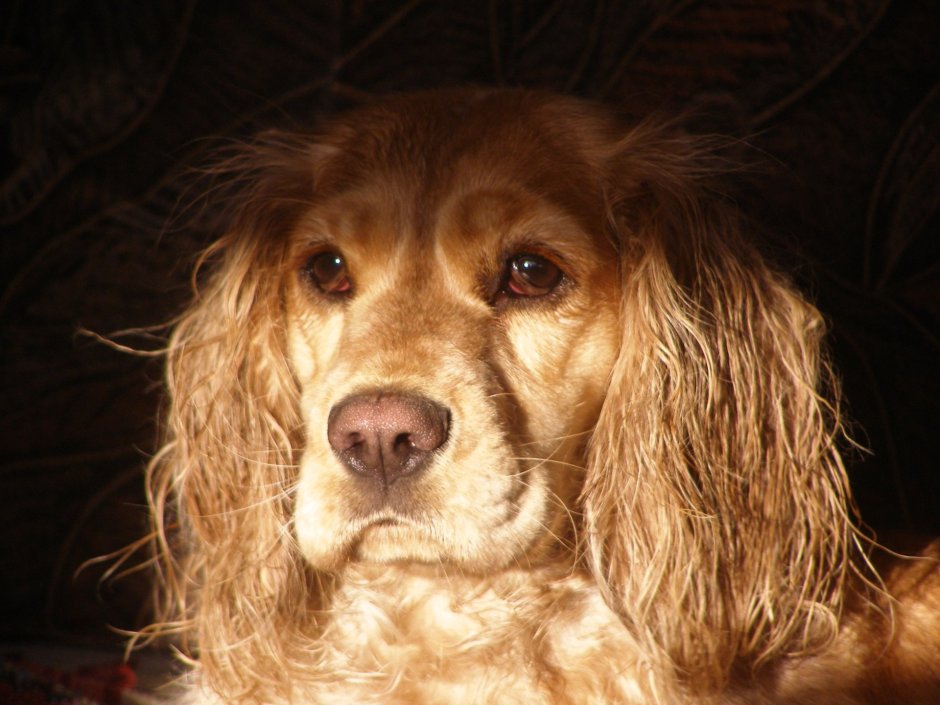 Метис американского кокер спаниеля