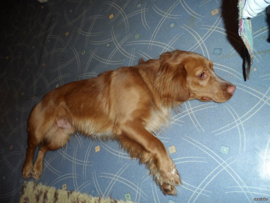 Метис русского спаниеля рыжий