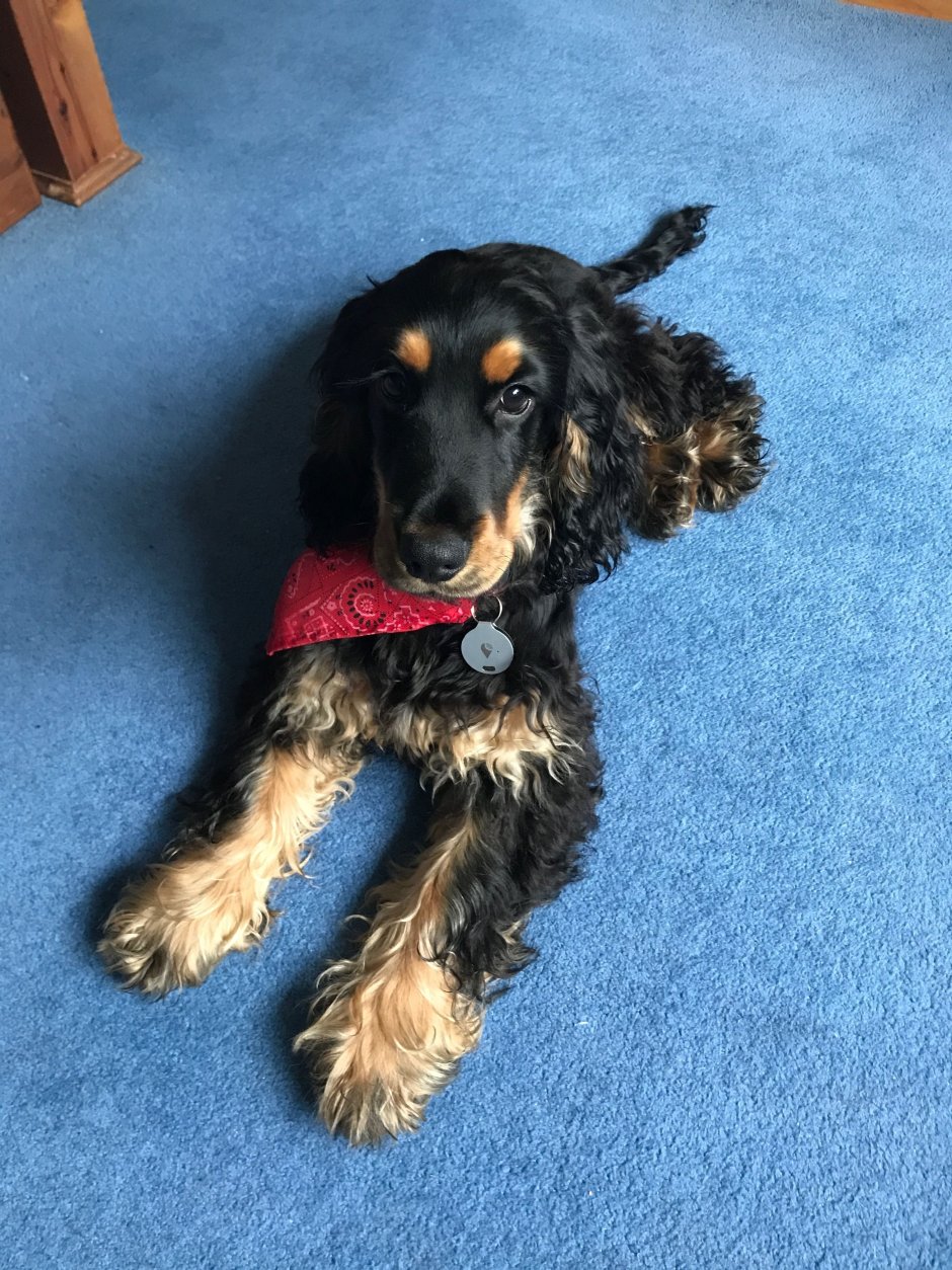 Метис кокер спаниеля