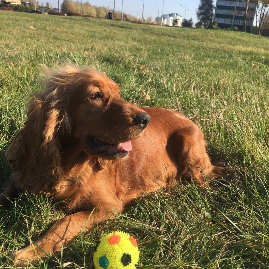 Метис английского кокер спаниеля