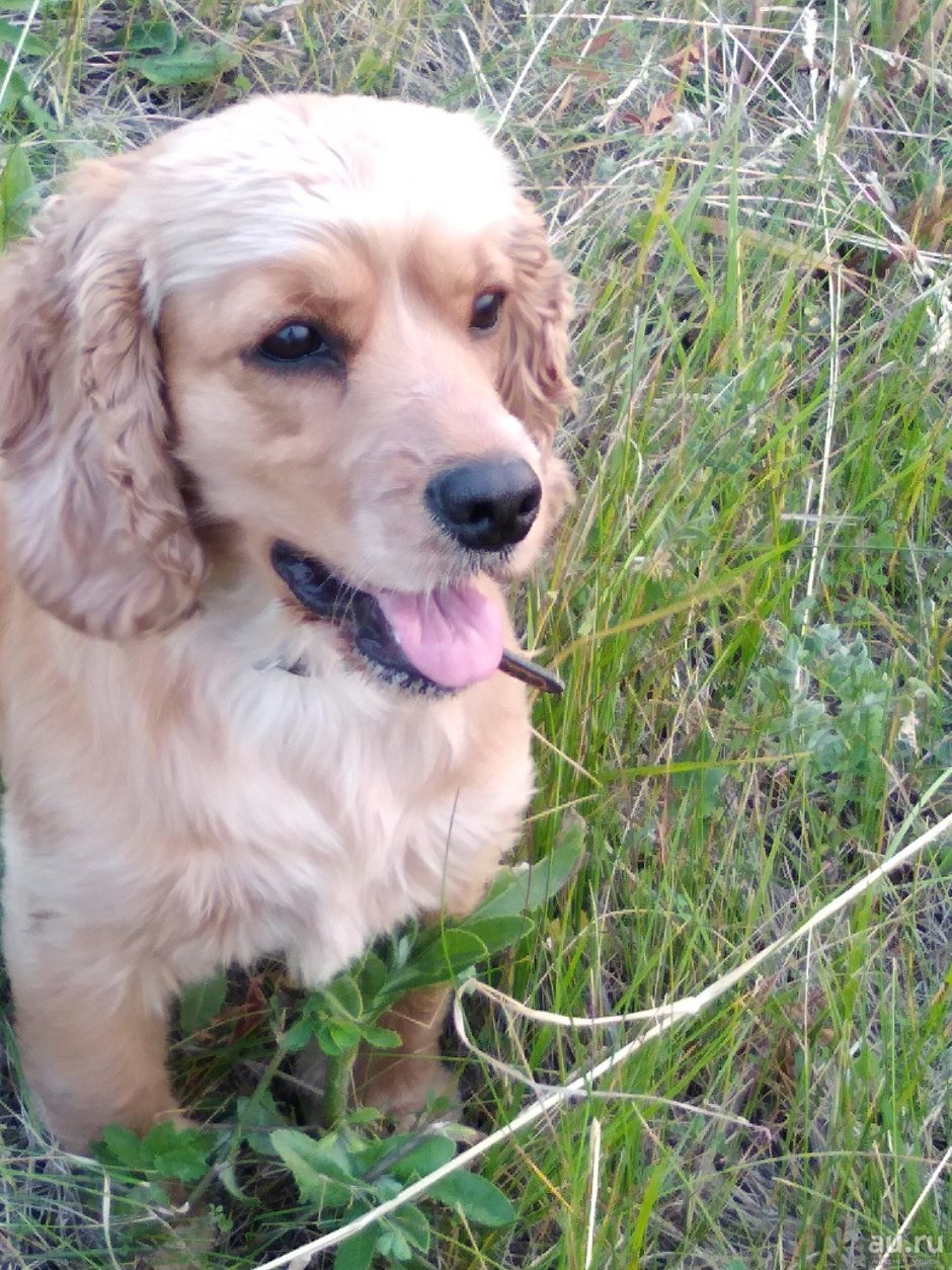 Спрингер-спаниель метис