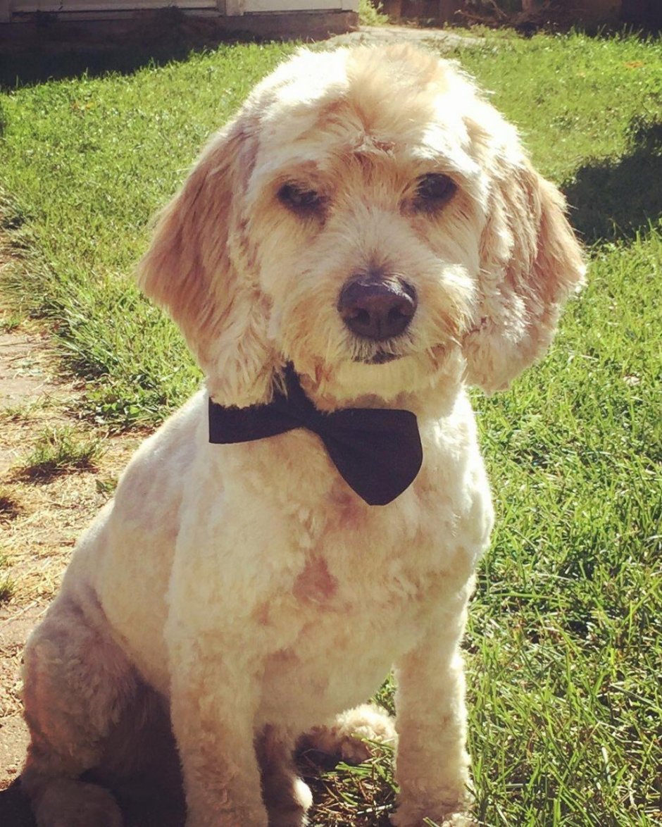 Кокапу (смесь кокер-спаниеля и пуделя)