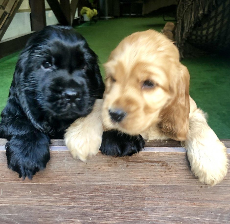 Английский кокер спаниель мини