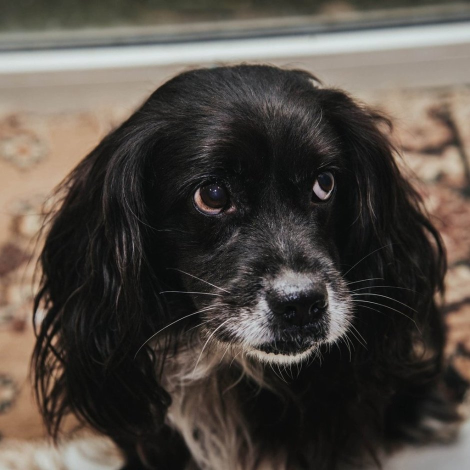 Метисы собак спаниель