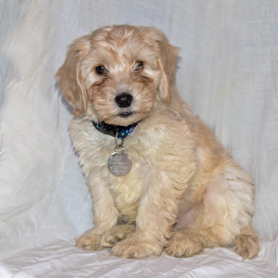 Метис кокапу