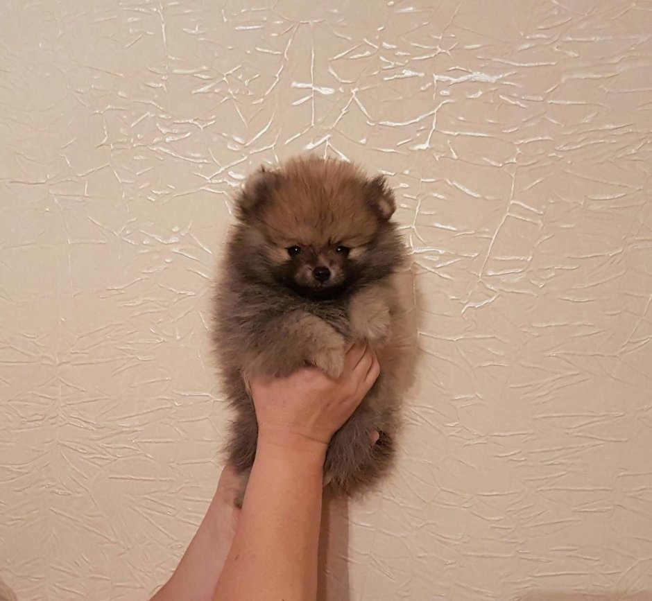 Соболиный шпиц щенок