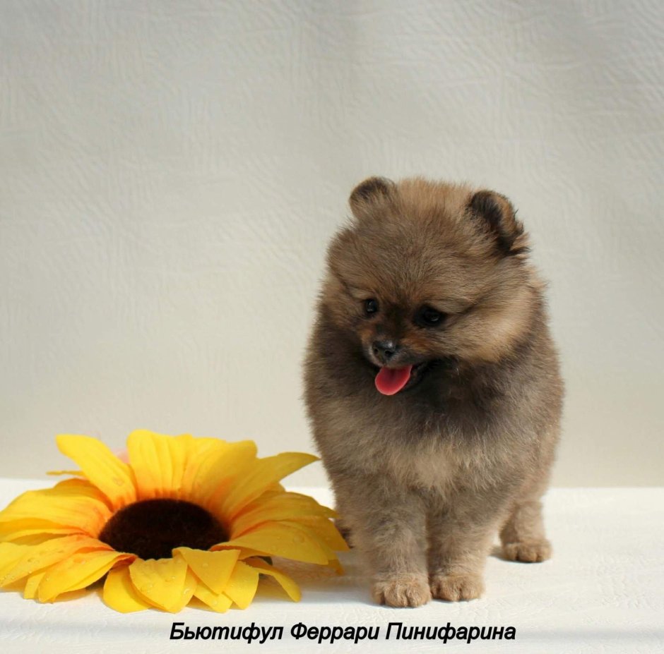 Шпиц соболиный Медвежонок