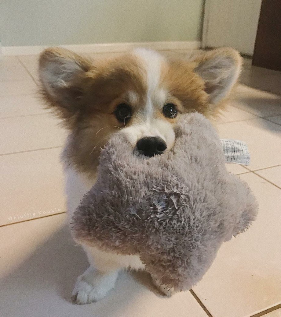 Корги щенок пушистый