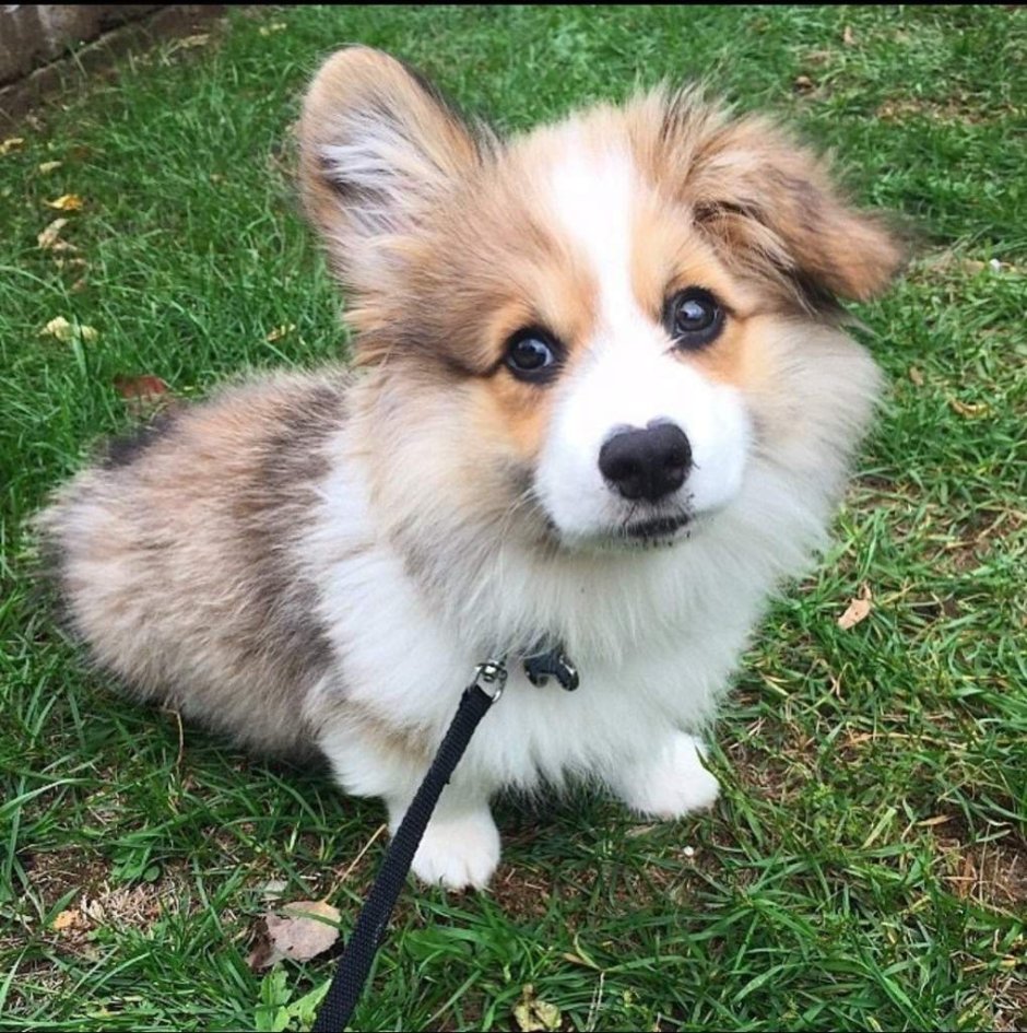 Корги флаффи щенок