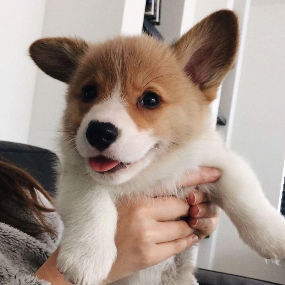 Корги пемброк флаффи