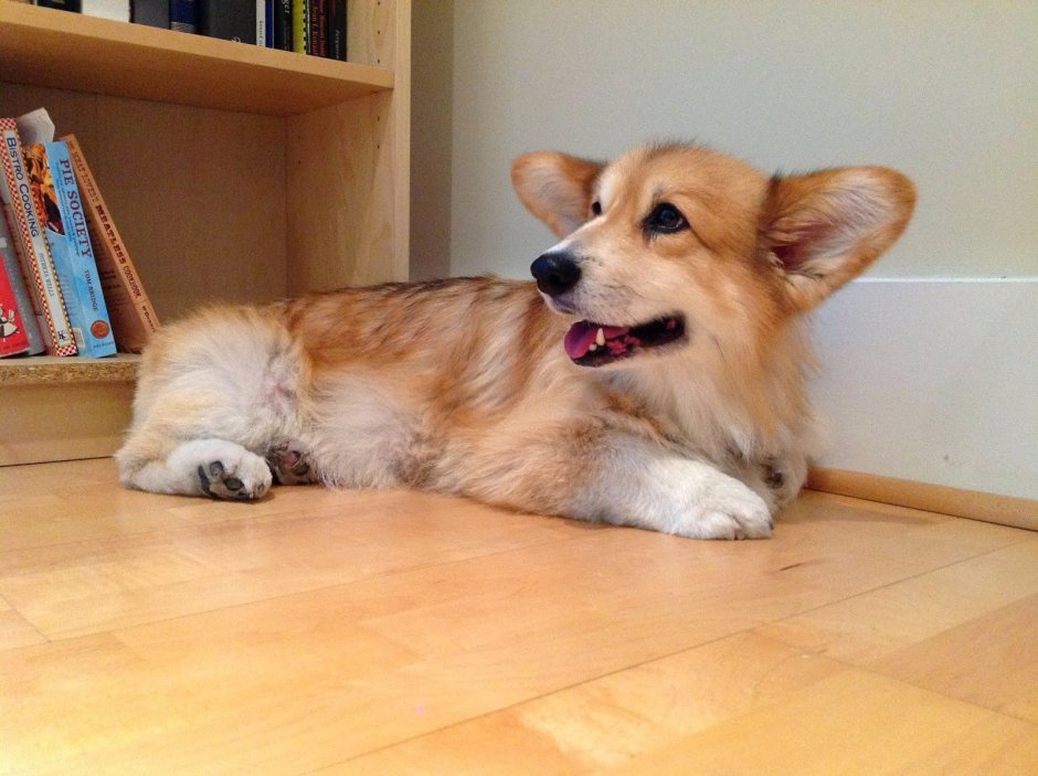 Щенок корги флаффи 3 месяца