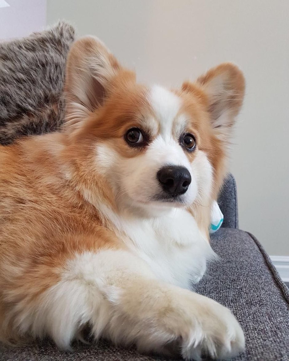 Корги пемброк флаффи