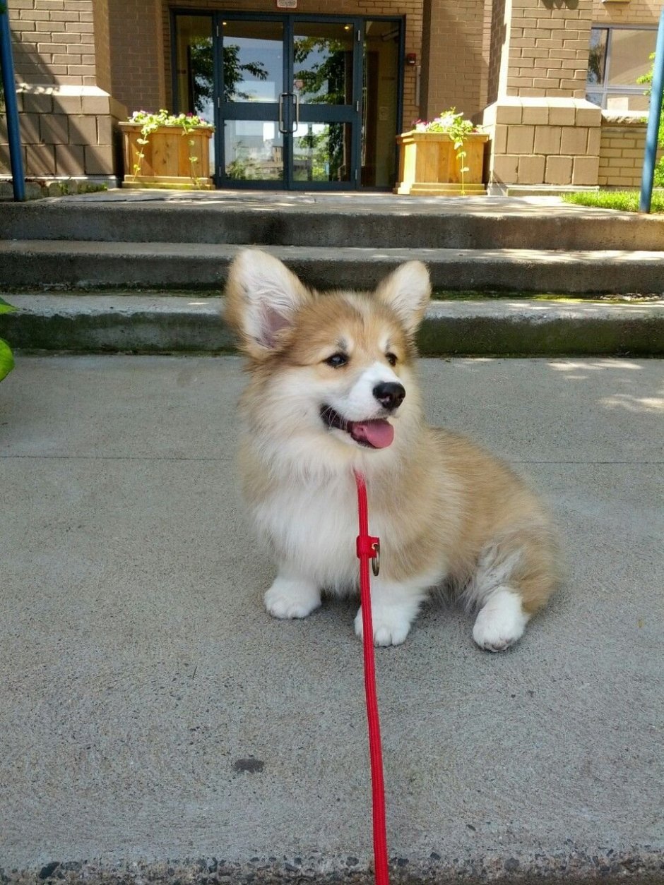 Корги флаффи