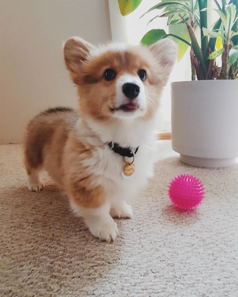 Вельш корги* бумажный*