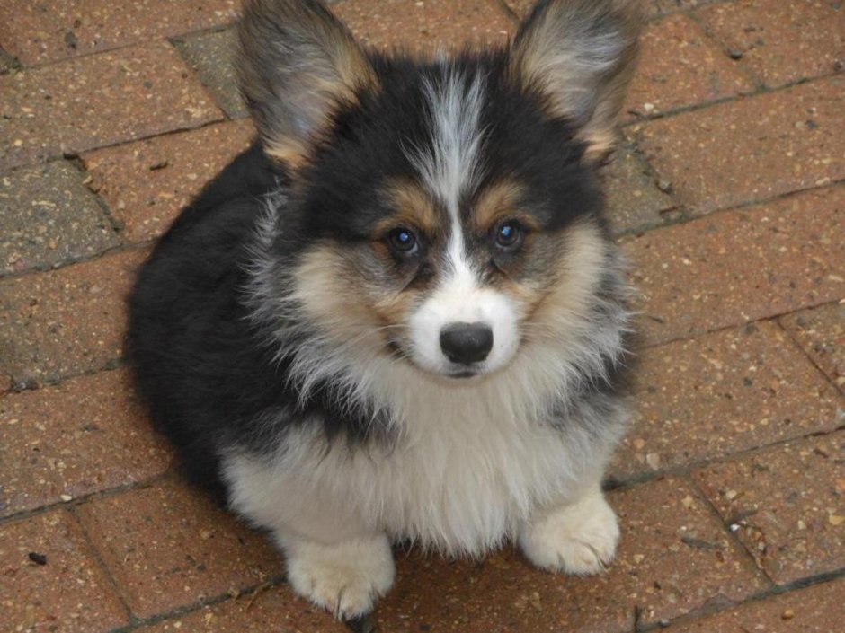 Корги флаффи щенок