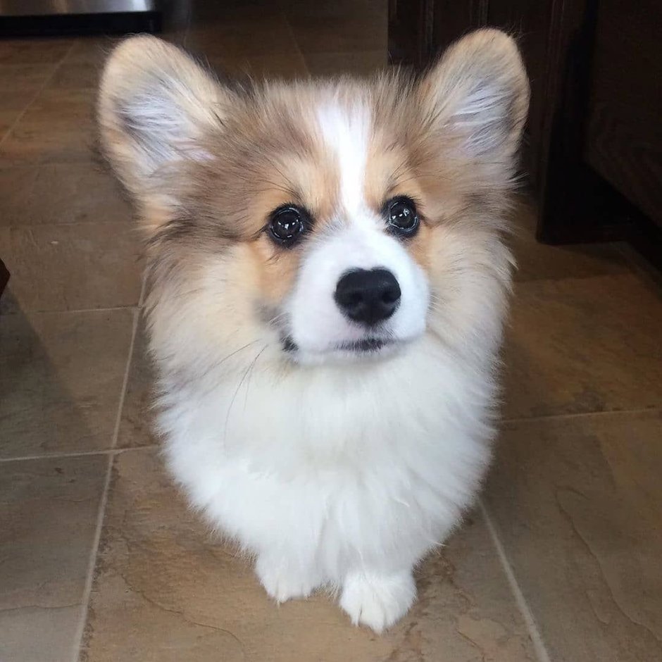 Щенки флаффи корги 1.5 месяца