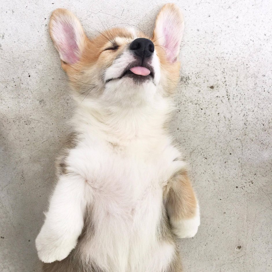 Корги в отпуске