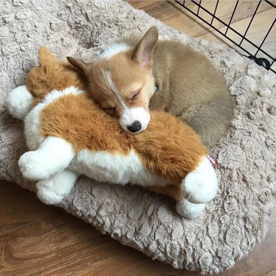 Вельш корги спит