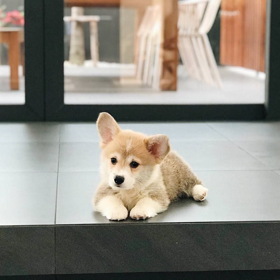 Корги читает