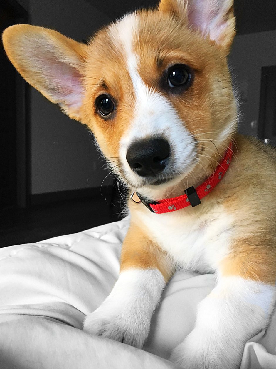 Домашние звери