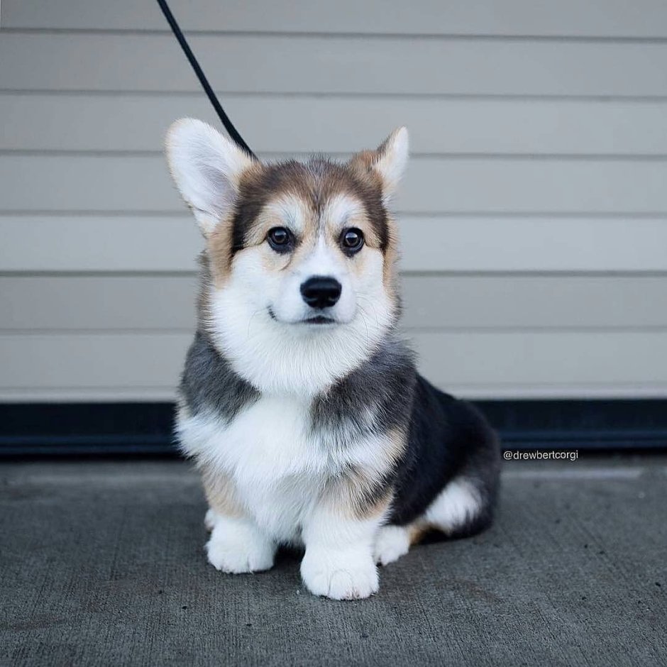 Корги няшка
