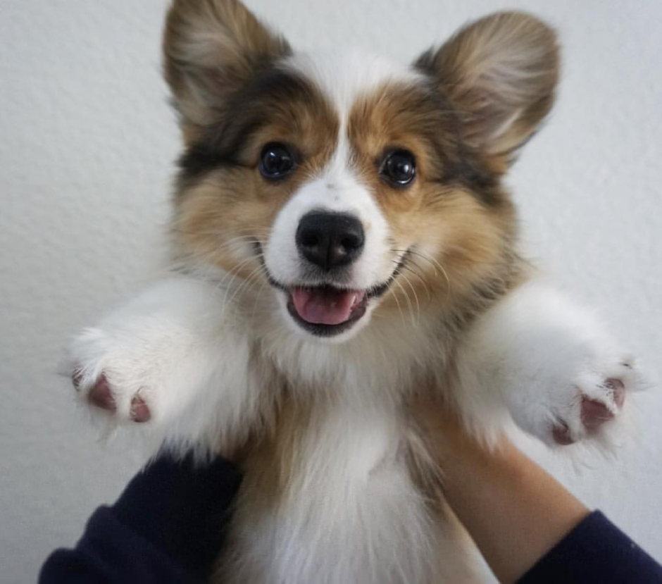 Корги флаффи щенок