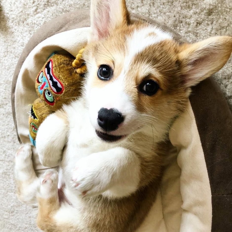 Корги милота