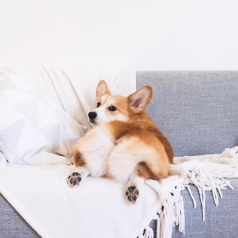 Корги aesthetic