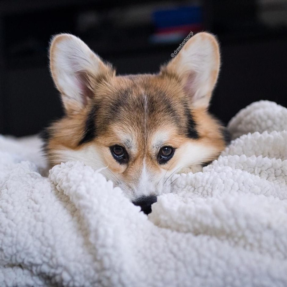 Сверх пушистый корги
