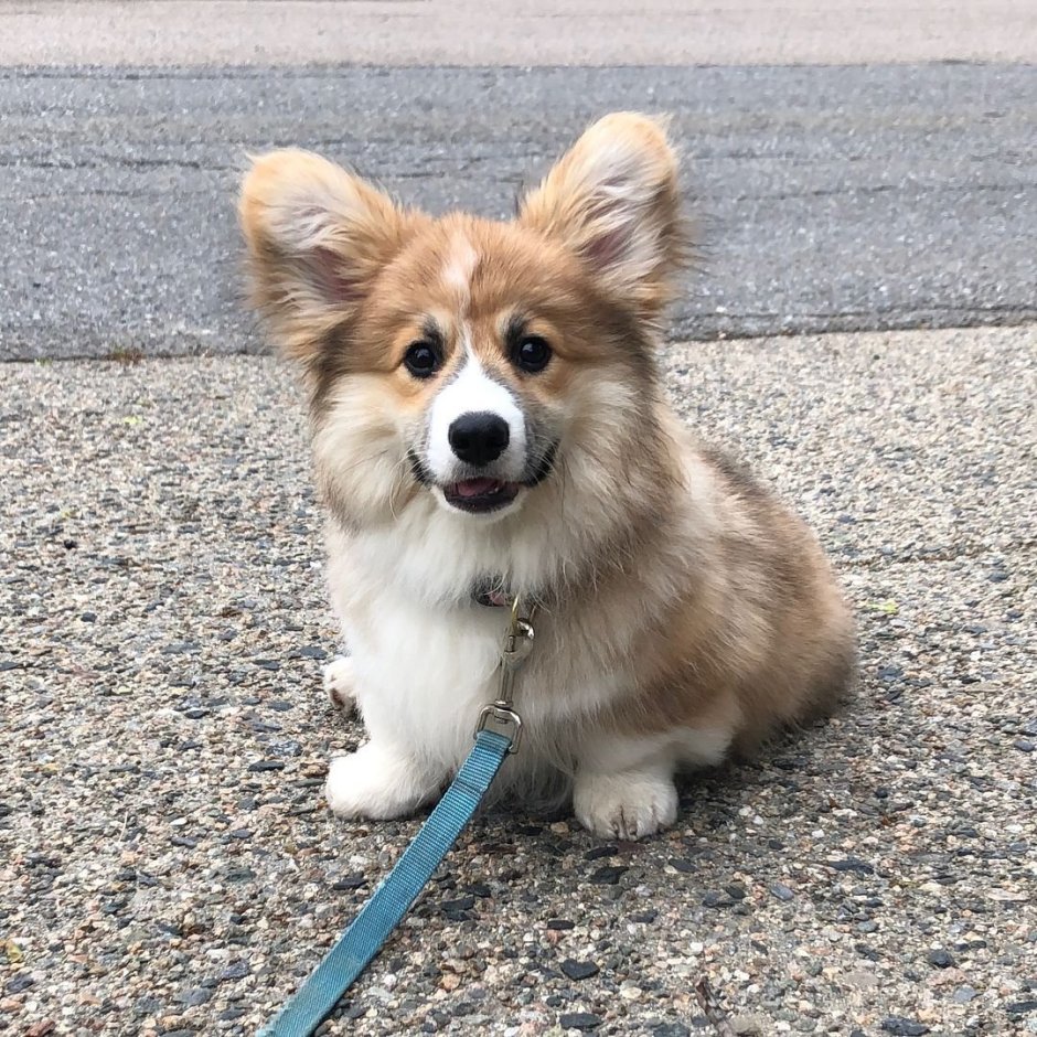 Флаффи корги хаски