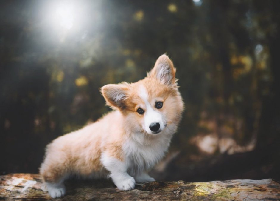 Корги длинношерстный